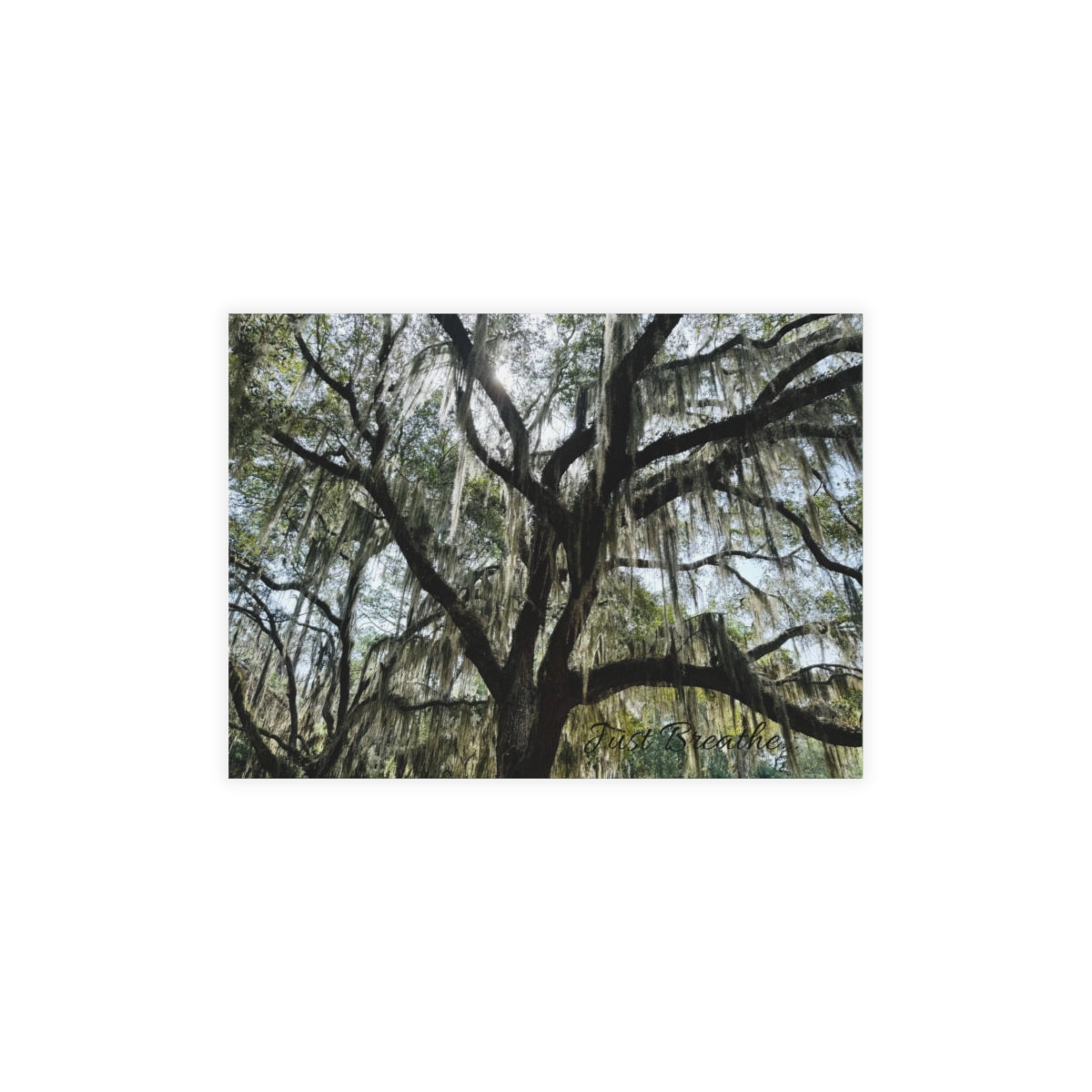 Southern Charm Collection Postcards by Amanda Sherrell